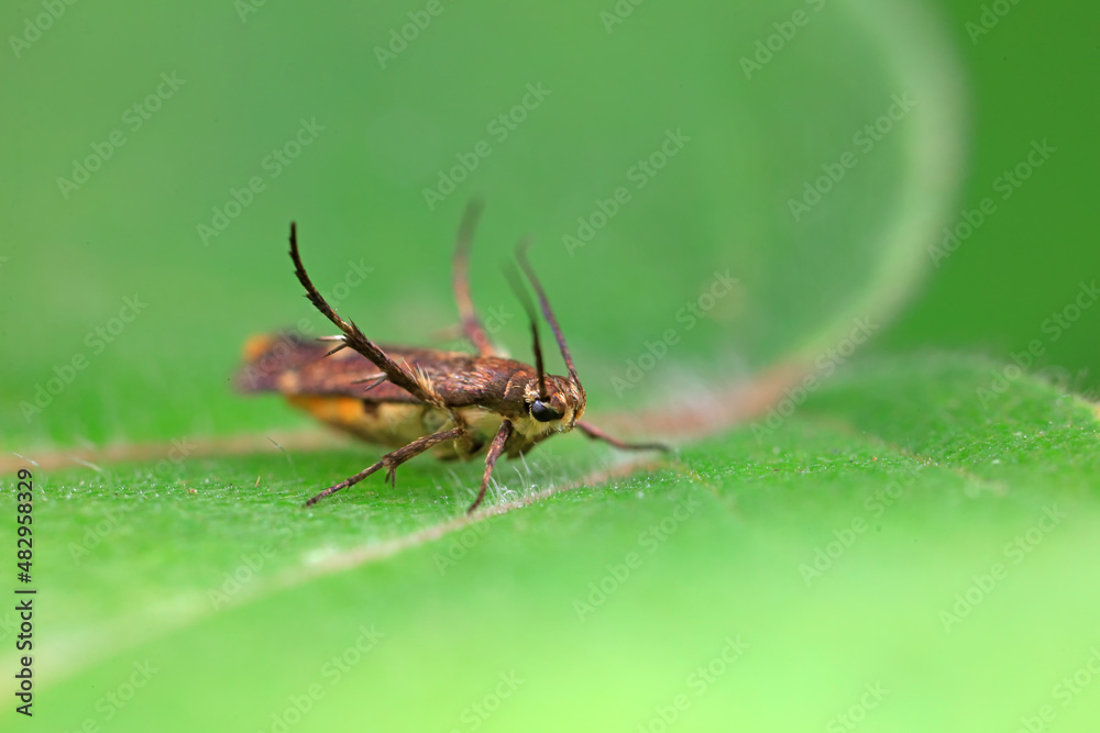 Fototapeta premium Lepidoptera insects in the wild, North China