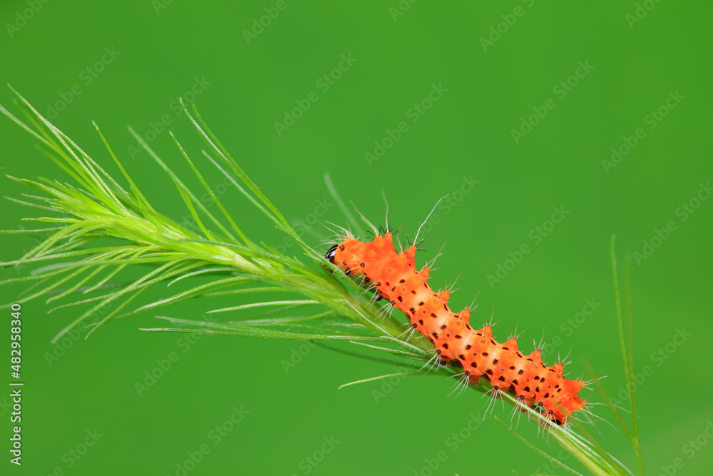 Fototapeta premium Lepidoptera larvae in the wild, North China