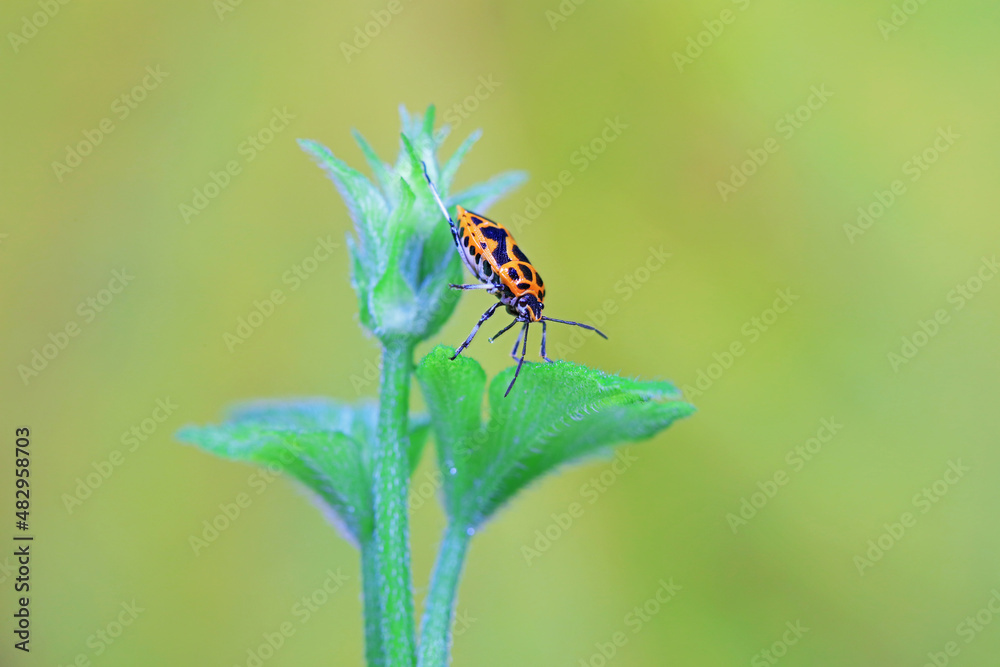 Hemiptera bugs in the wild, North China Hemiptera bugs in the wild, North China