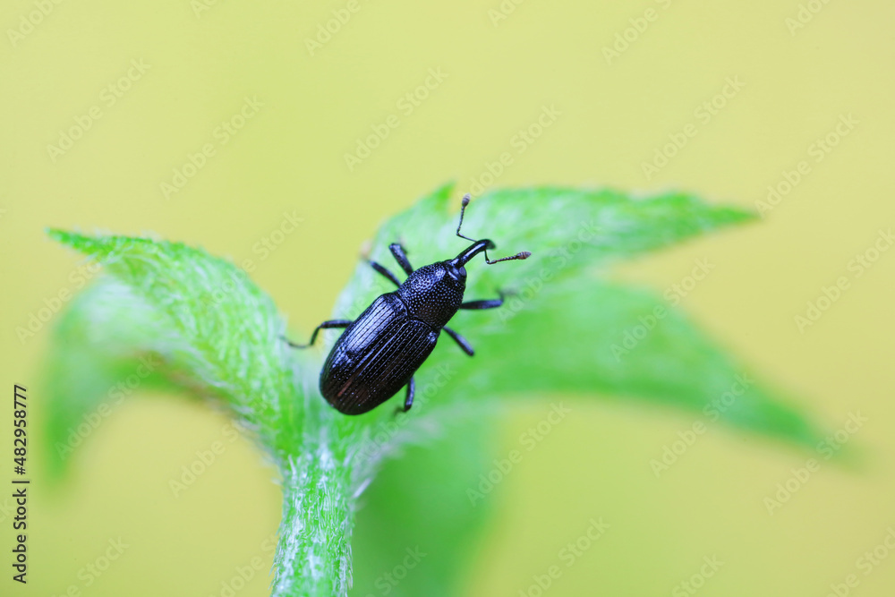 Fototapeta premium Weevil on wild plants, North China