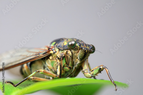Leaf cicada on wild plants, North China © zhang yongxin