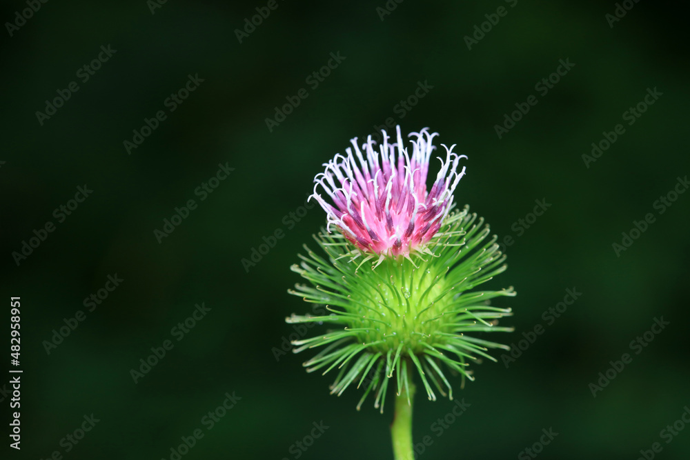 Wild burdock flower, a wild plant, North China Wild burdock flower, a wild plant, North China