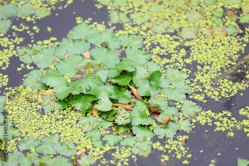 The aquatic plant water chestnut is on the water, North China photo