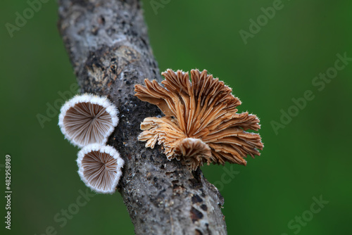 Cleft wrinkle fungus, a wild fungus, North China © zhang yongxin