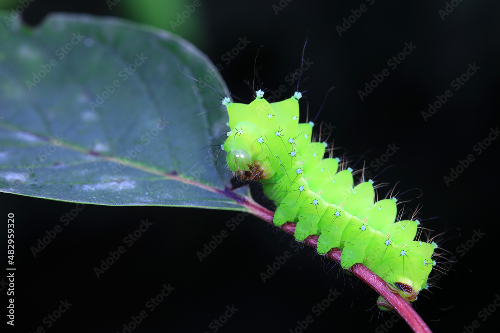 Fototapeta premium Lepidoptera larvae in the wild, North China