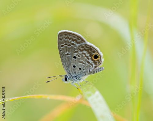 Canvas Print Ceranus Blue butterfly