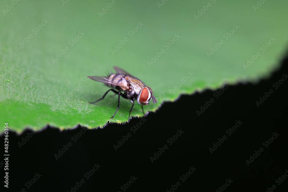 Fototapeta premium Flies on wild plants, North China