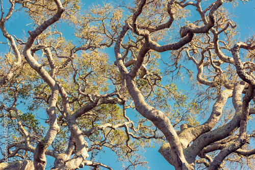 Twisted blue oak trees against a blue sky