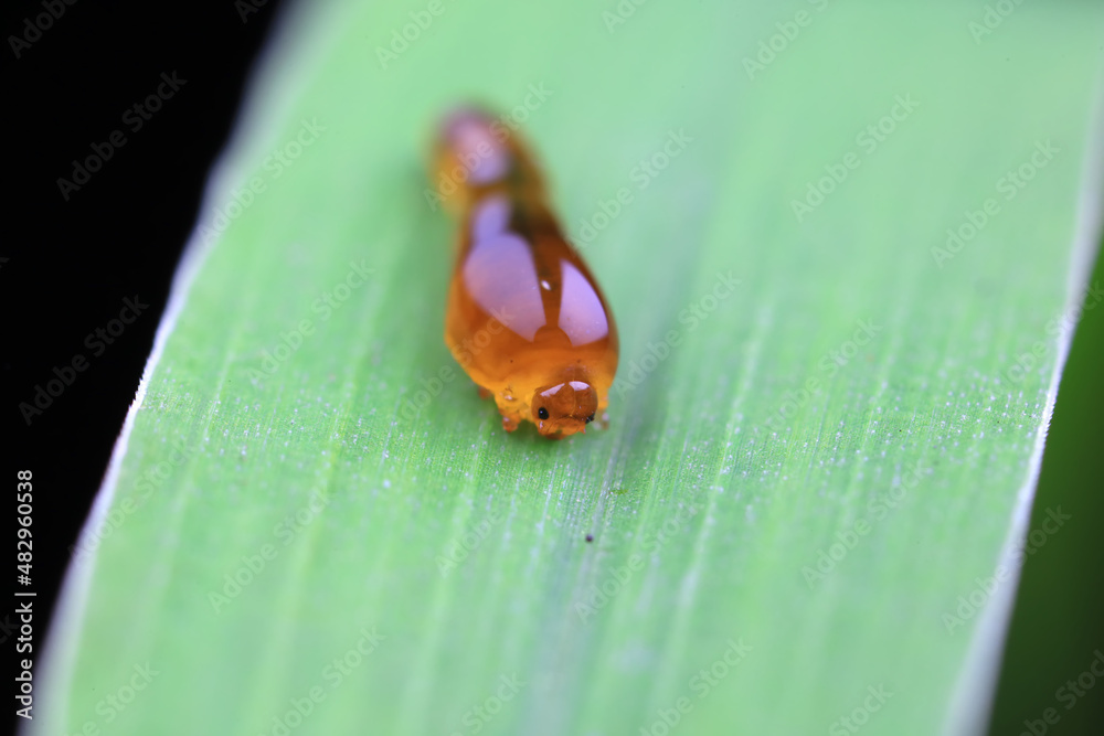 Leaf bee larvae on wild plants, North China Leaf bee larvae on wild plants, North China