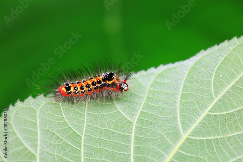 Lepidoptera larvae in the wild, North China © zhang yongxin