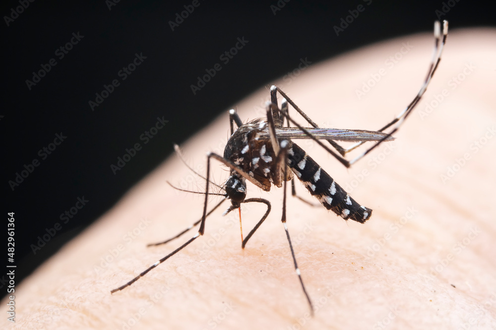 mosquito insect in the wild, North China mosquito insect in the wild, North China