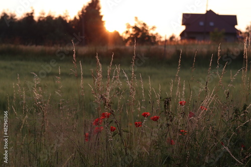 sunset in the field © Miosz