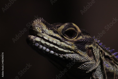 iguana on a tree