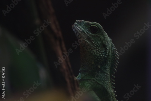Obraz na płótnie lizard on a tree