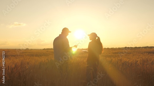 Senior farmer and a young woman are working together in a wheat field with a computer tablet. Agriculture concept. Parthen farmers analyze grain harvest. Teamwork of businessmen outdoors. Grow grain
