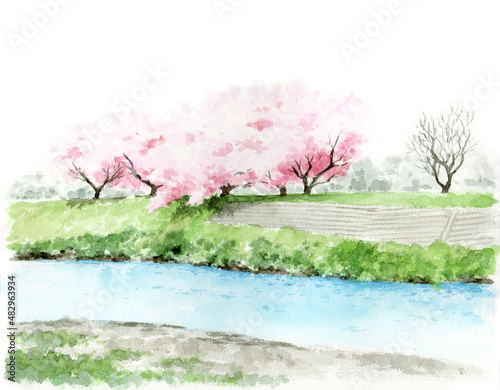 アナログ水彩川と土手と桜の木の風景画