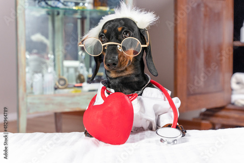 Funny dachshund puppy in tousled wig, glasses and with toy stethoscope plays doctor examining a toy red heart. Veterinary clinic for pet to treat heart problems. photo