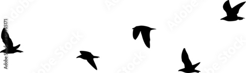 Mouettes rieuses en vol - silhouette sur fond transparent 