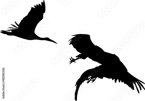 Cigognes en vol dans le ciel, silhouette sur fond transparent 