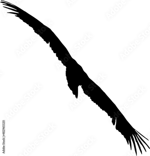 Vautour fauve - vecteur noir sur fond transparent - silhouette