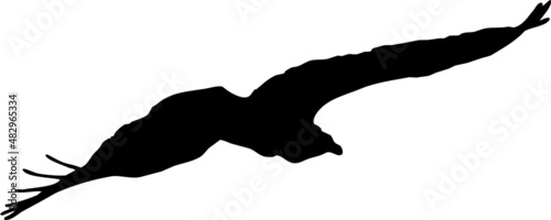 Vautour fauve - vecteur noir sur fond transparent - silhouette