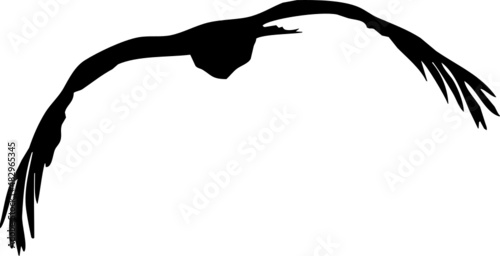 Vautour fauve - vecteur noir sur fond transparent - silhouette