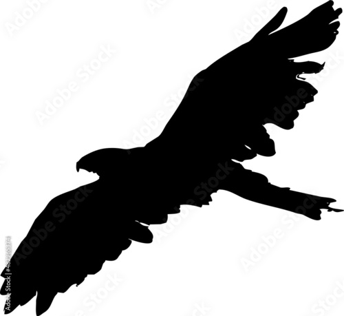 Aigle vecteur