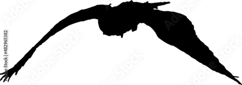 Animal de proie en vol, chouette lapone ou hibou, vecteur noir sur fond transparent