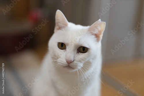 cute white rescued cat