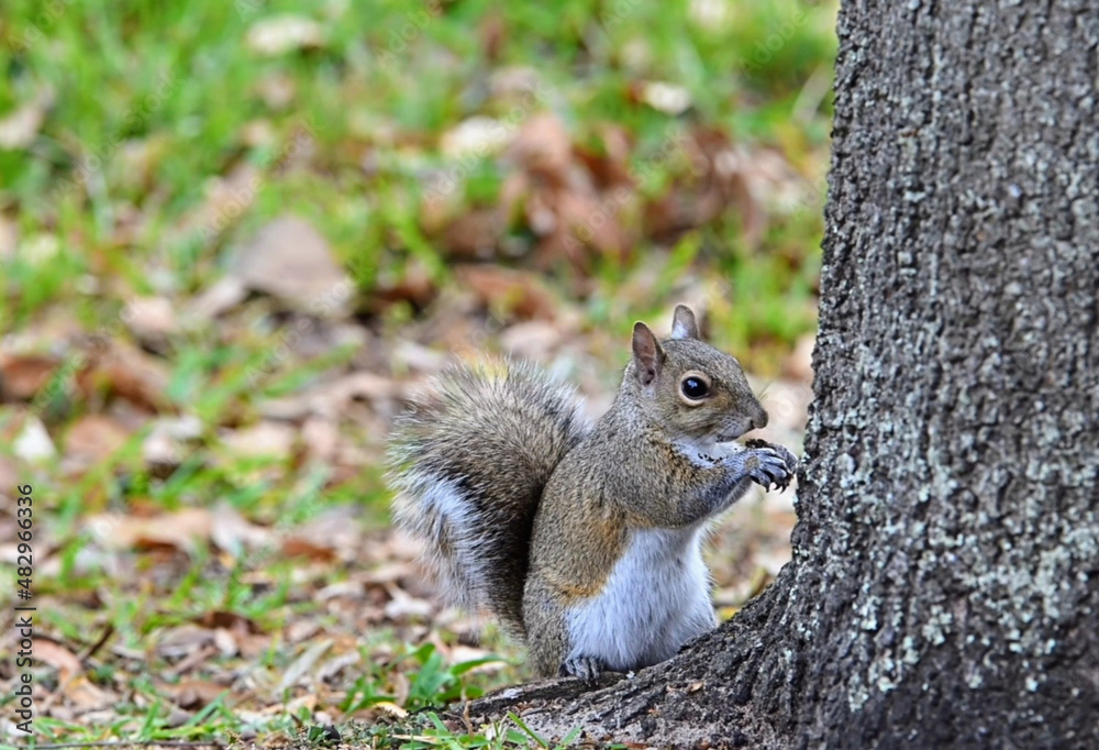 squirrel eating nut squirrel eating nut