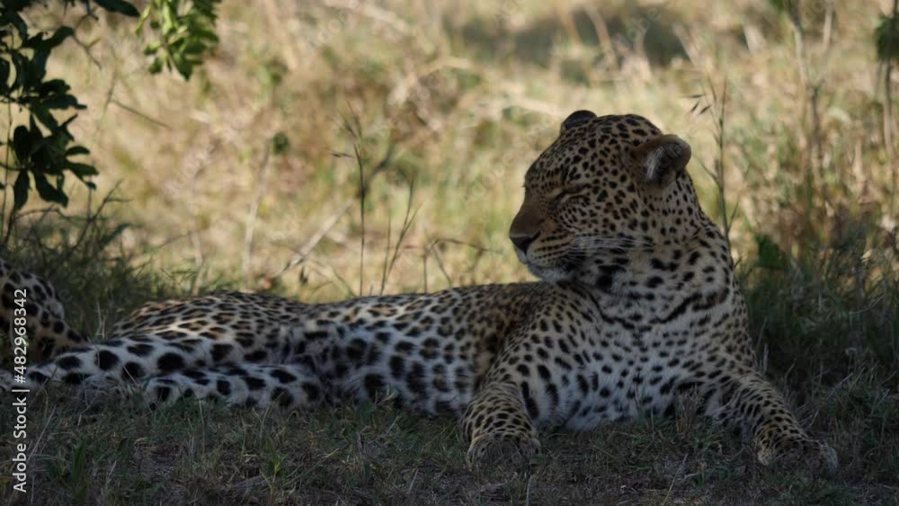 Leopard resting in the shadow under bush, Masai Mara / Kenya Leopard resting in the shadow under bush, Masai Mara / Kenya