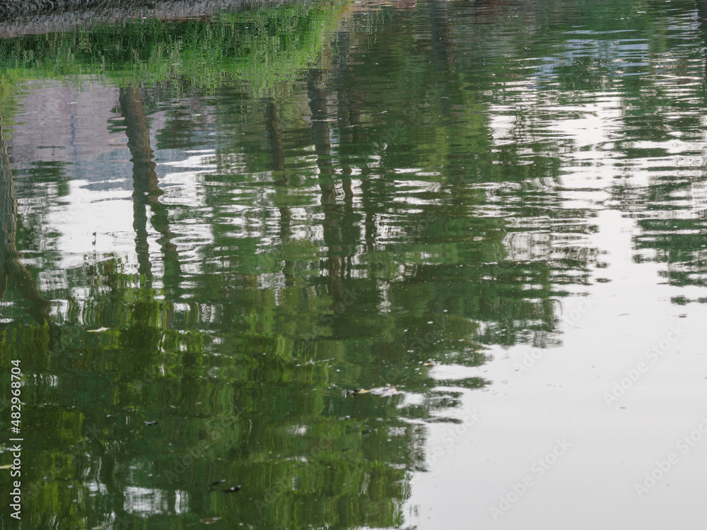 Trees reflected in quiet water