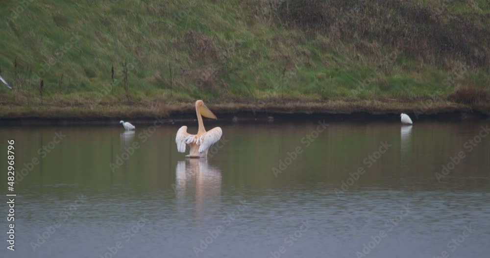Pelican water bird drying open wings egret and gulls flying over river Pelican water bird drying open wings egret and gulls flying over river