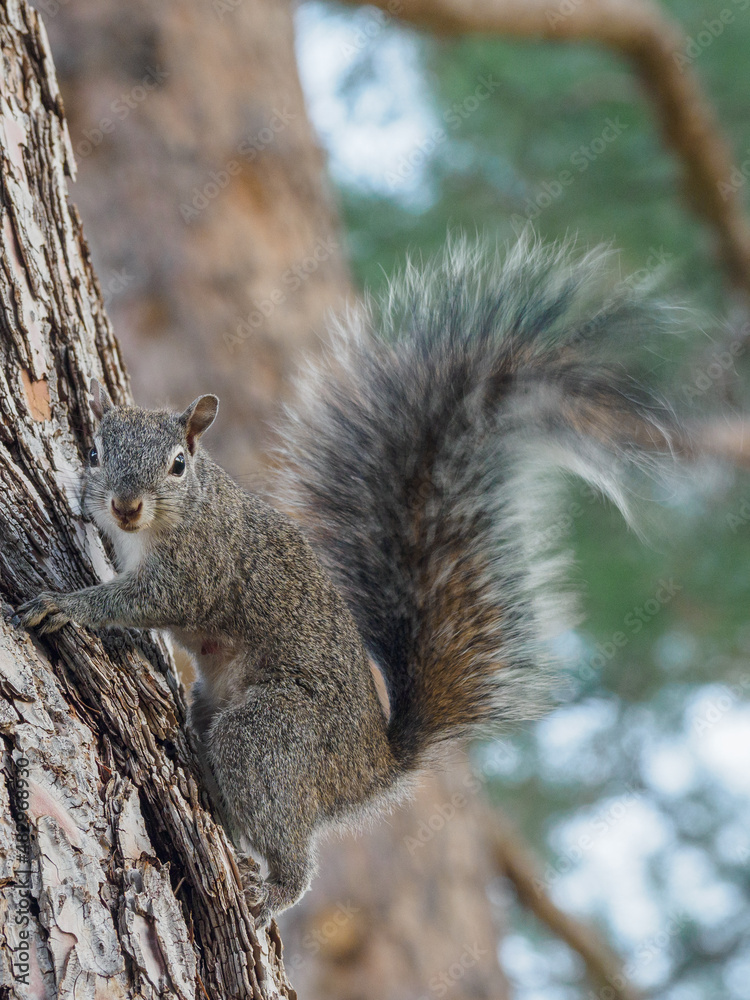 Squirrel on treetrunk Squirrel on treetrunk