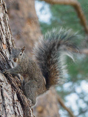 Squirrel on treetrunk photo