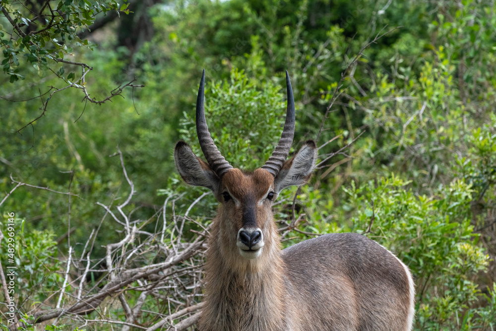 Waterbuck in South Africa Waterbuck in South Africa