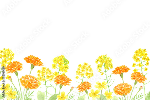 黄色とオレンジ色の花の背景 水彩イラスト