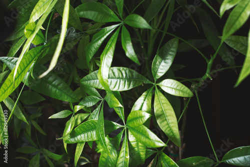 Фотография A view of several money tree leaves, as a background.
