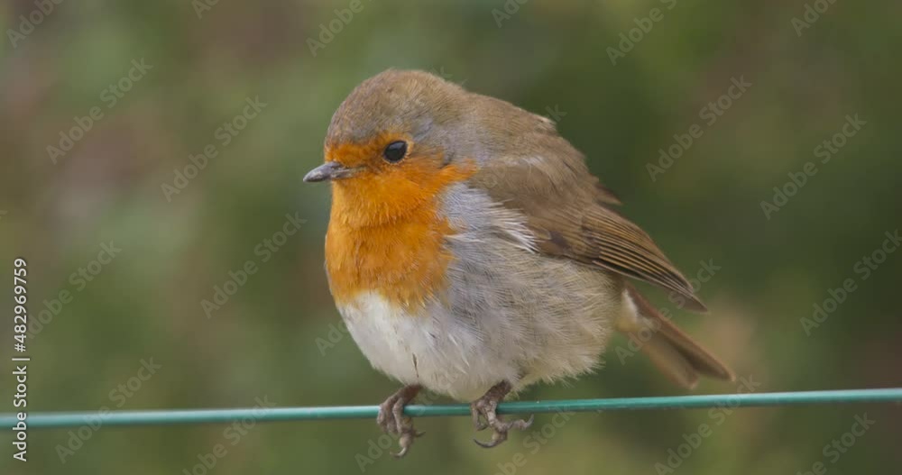 Robin sitting on wire close up flying away Robin sitting on wire close up flying away