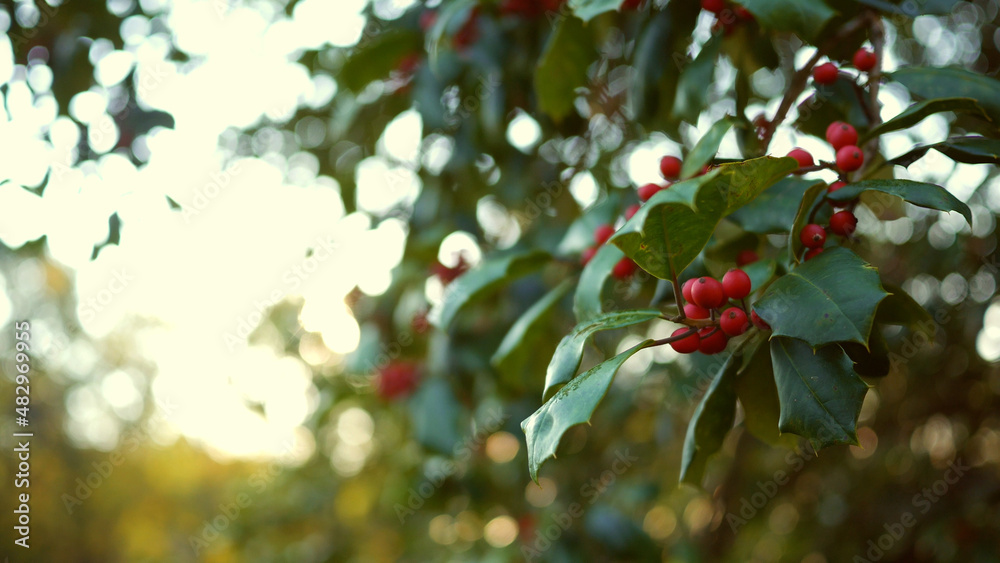 Close Up of Berries on a Holly Bush With Cinematic Lens Flare