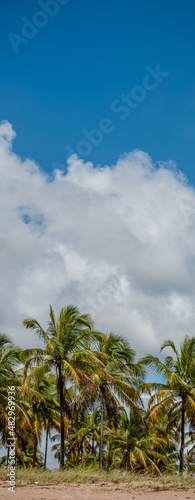 Uma panorâmica vertical das belas palmeiras no litoral do Nordeste brasileiro