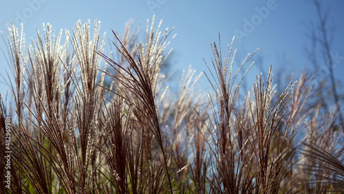 Color Graded Image of Cinematic Cat-Tails Blowing During Daytime Close Up