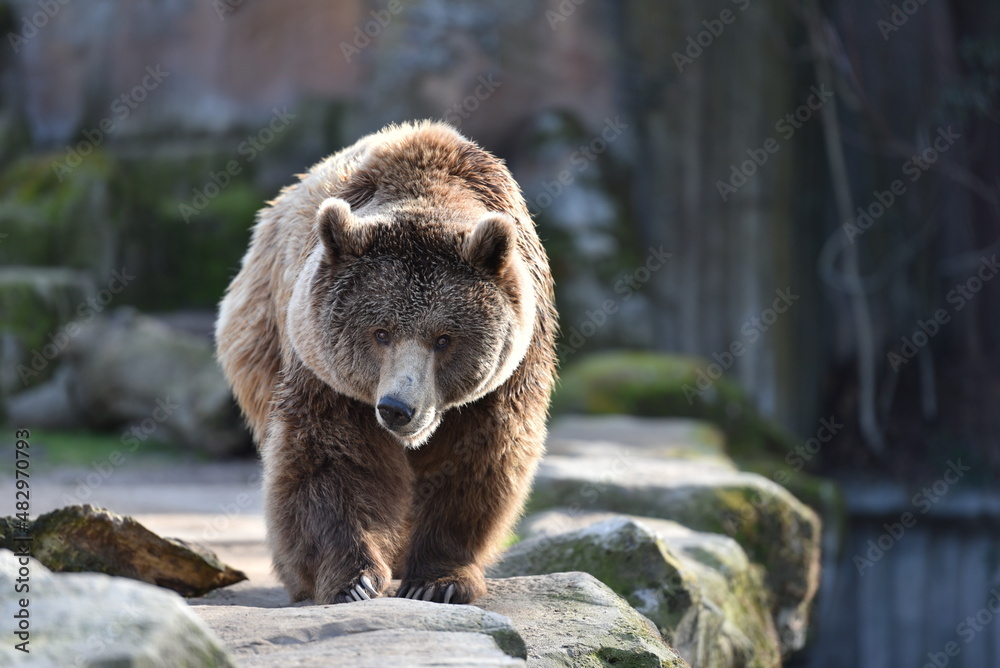 Fototapeta premium Oso Pardo