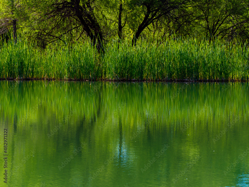 Reflections of trees in a quiet lake