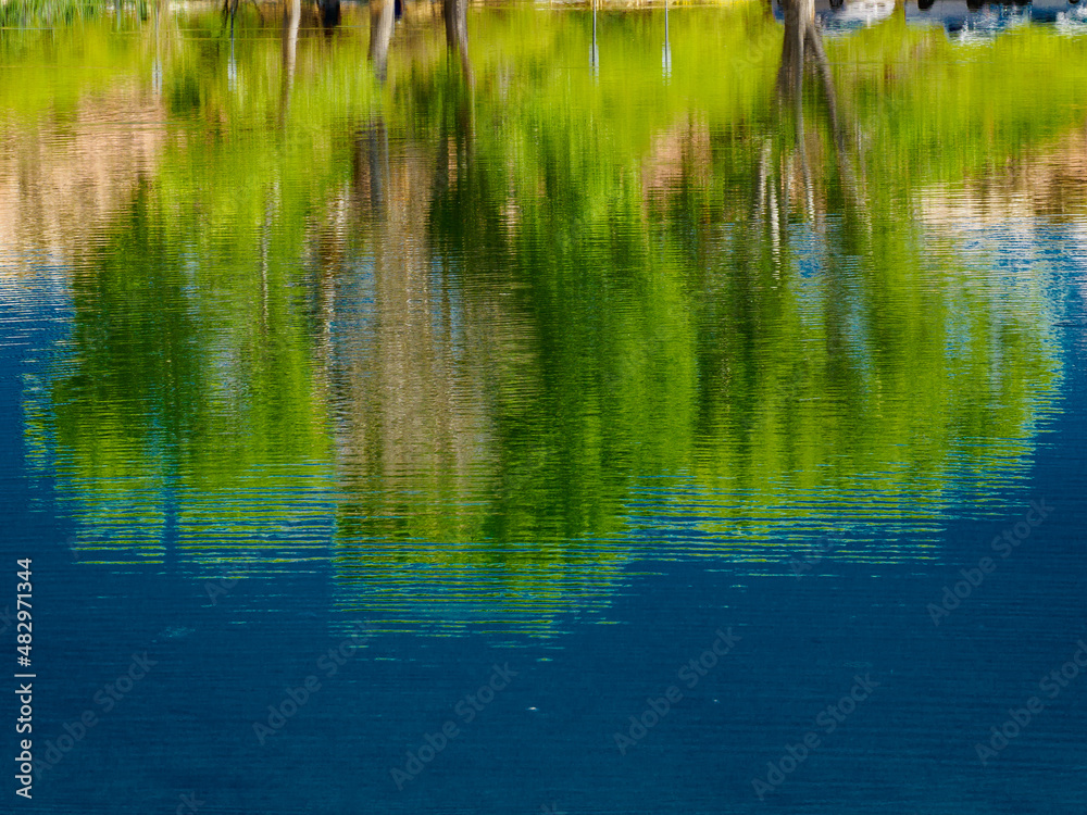 Reflections of trees in a quiet lake Reflections of trees in a quiet lake
