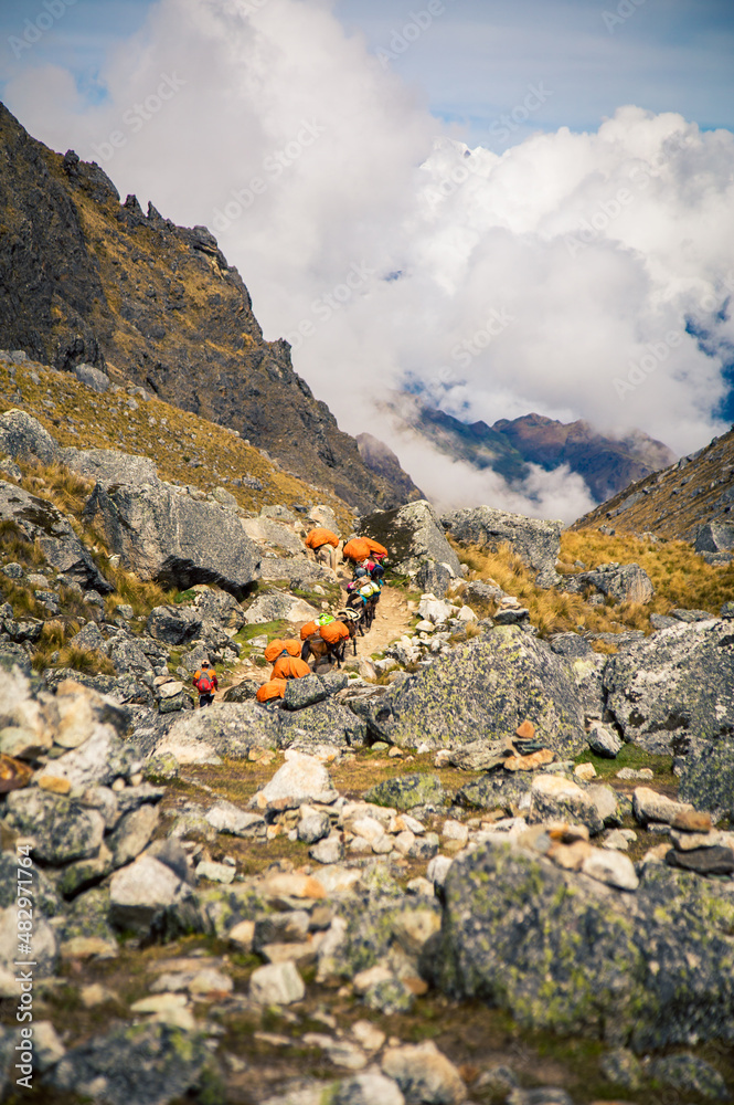 Obraz premium Pack horses on the trail in Peru