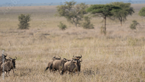 wildebeest in serengeti