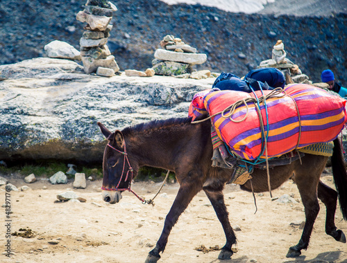 pack horse in the Andes photo