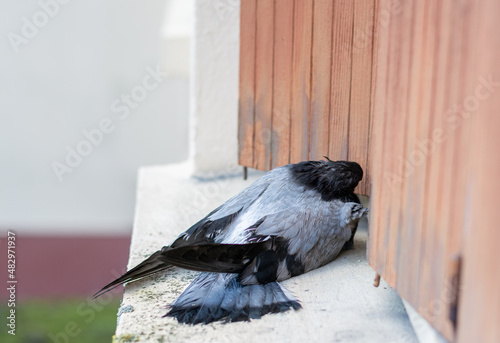 Pigeon mort sur le rebord d'une fenêtre photo