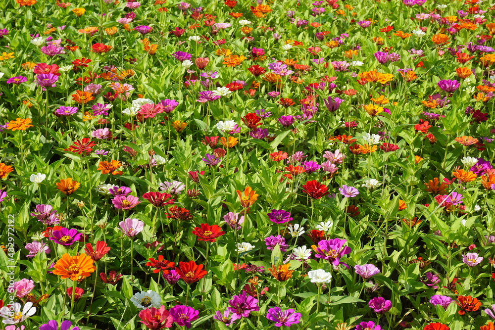 Beautiful field of colorful flowers